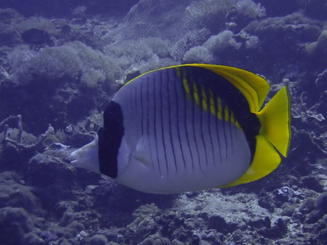 Lined Butterflyfish - Chaetodon lineolatus  Chaetodon lineolatus,Geotagged,Indonesia,Lined butterflyfish,Spring
