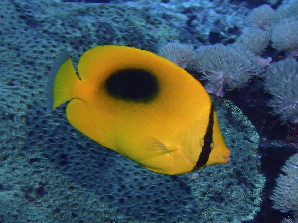 Oval-Spot Butterflyfish - Chaetodon speculum Oval-Spot Butterflyfish - Chaetodon speculum is also known as Mirror Butterflyfish. <br />
Its bright yellow; large black oval-shaped spot on middle of back. Bali,Butterflyfish,Chaetodon speculum,Fish,Geotagged,Indonesia,Mirror Butterflyfish,Padang Bai,Spring