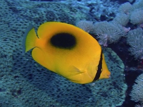 Oval-Spot Butterflyfish - Chaetodon speculum Oval-Spot Butterflyfish - Chaetodon speculum is also known as Mirror Butterflyfish. 
Its bright yellow; large black oval-shaped spot on middle of back. Bali,Butterflyfish,Chaetodon speculum,Fish,Geotagged,Indonesia,Mirror Butterflyfish,Padang Bai,Spring