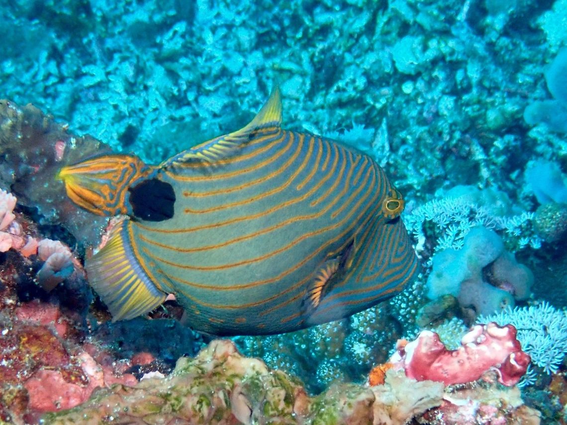 Orange-lined Triggerfish - Balistapus undulatus  Bali,Balistapus undulatus,Fish,Geotagged,Indonesia,Orange-lined triggerfish,Padang Bai,Spring,Triggerfish