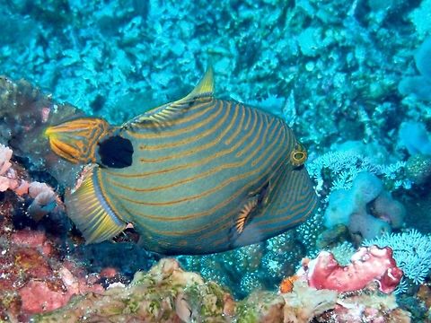 Orange-lined Triggerfish - Balistapus undulatus  Bali,Balistapus undulatus,Fish,Geotagged,Indonesia,Orange-lined triggerfish,Padang Bai,Spring,Triggerfish