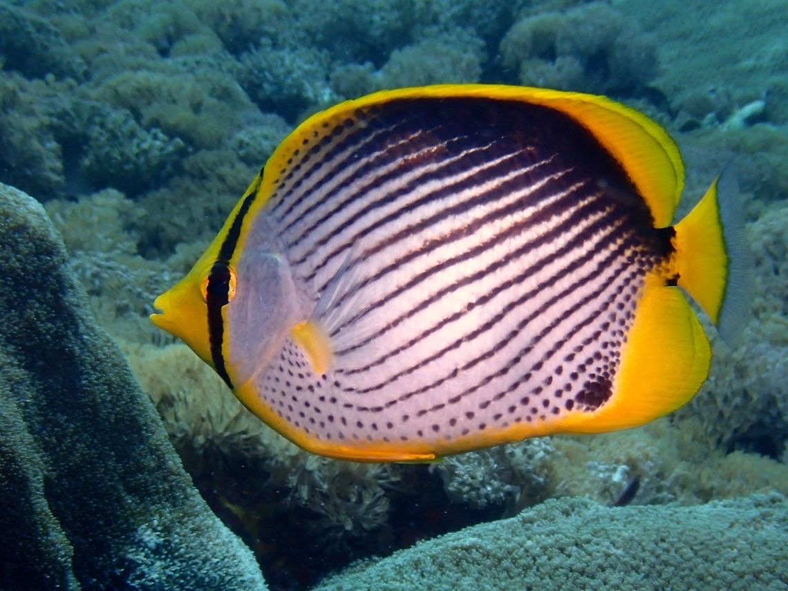 Blackback Butterflyfish - Chaetodon melannotus  Bali,Blackback Butterflyfish,Butterflyfish,Chaetodon melannotus,Fish,Geotagged,Indonesia,Padang Bai,Spring