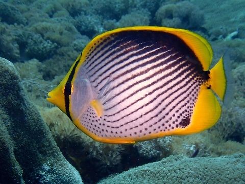 Blackback Butterflyfish - Chaetodon melannotus  Bali,Blackback Butterflyfish,Butterflyfish,Chaetodon melannotus,Fish,Geotagged,Indonesia,Padang Bai,Spring
