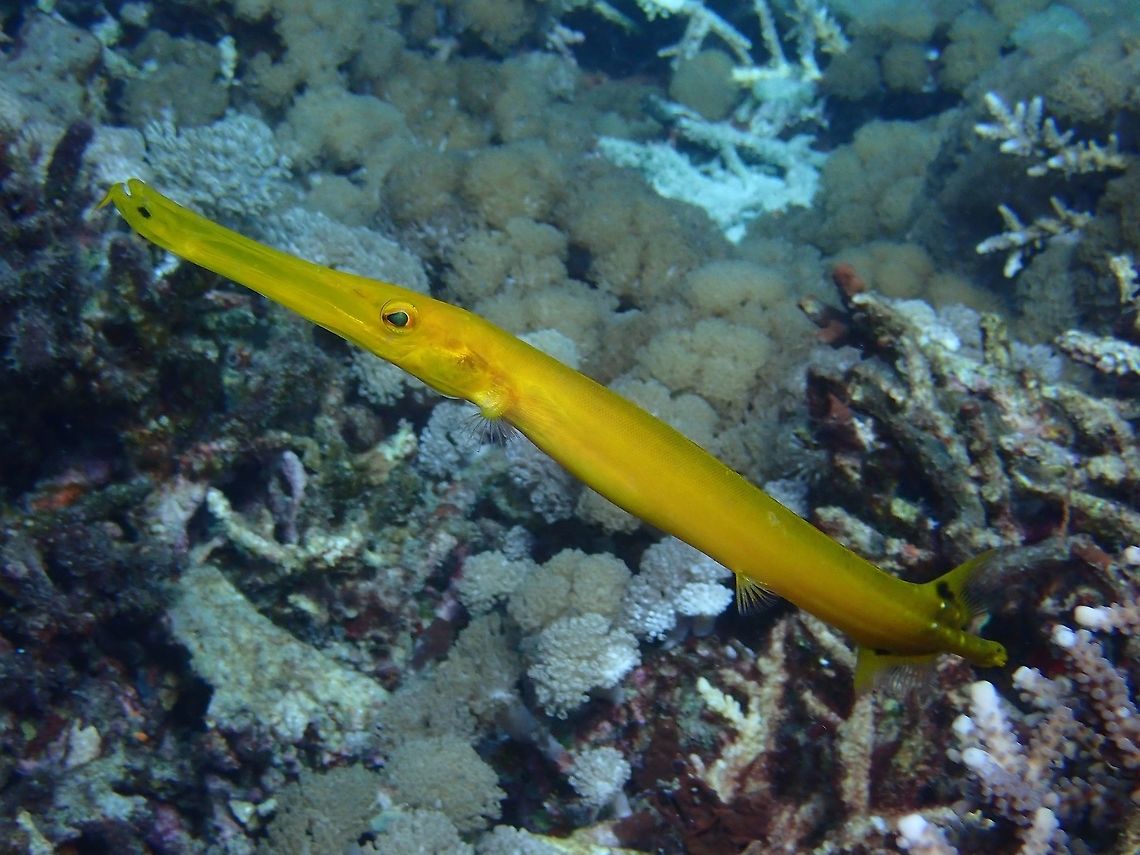 Chinese Trumpetfish - Aulostomus chinensis  Aulostomus chinensis,Bali,Chinese trumpetfish,Fish,Geotagged,Indonesia,Padang Bai,Spring,Trumpetfish