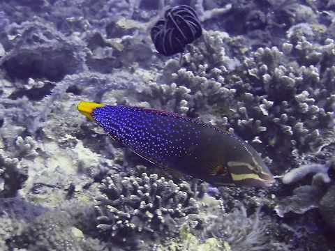 Yellowtail Coris - Coris gaimard  Bali,Coris,Coris gaimard,Fish,Geotagged,Indonesia,Padang Bai,Spring,Yellowtail Coris,coris gaimard