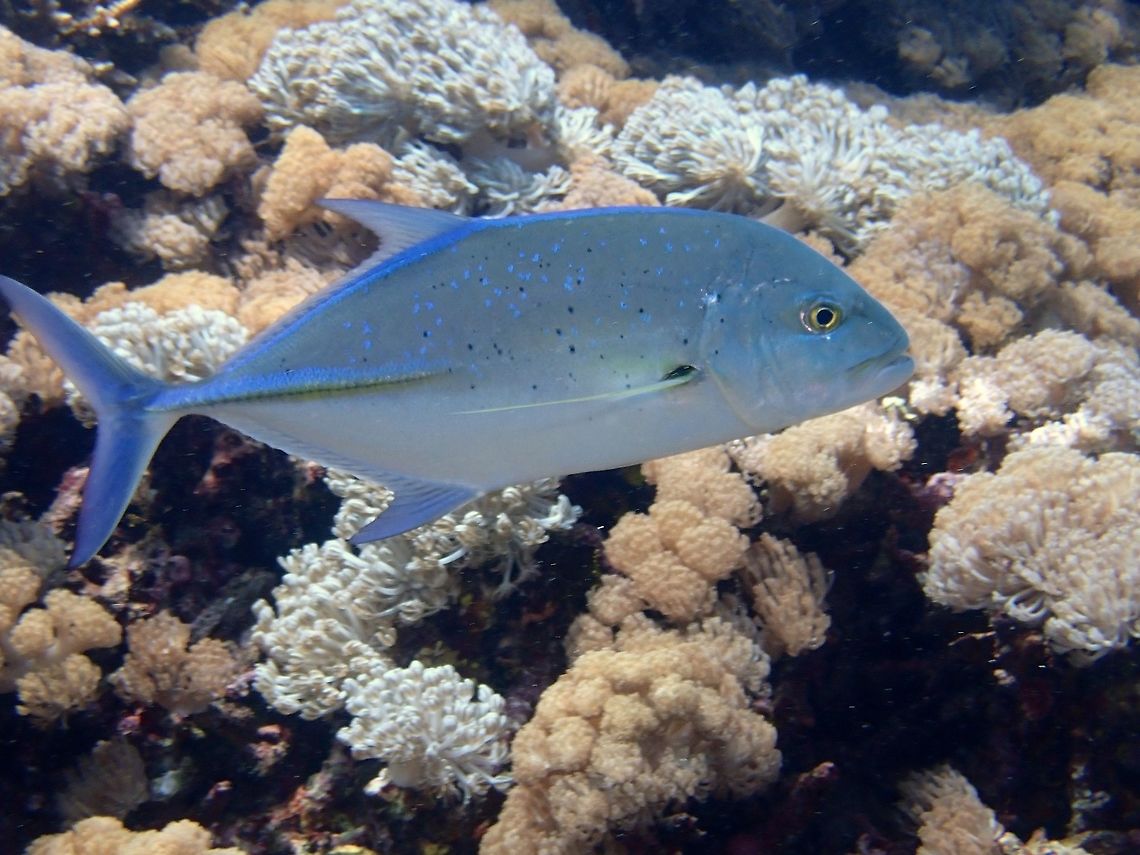 Bluefin Trevally - Caranx melampygus  Bali,Bluefin trevally,Caranx melampygus,Fish,Geotagged,Indonesia,Jacks,Padang Bai,Spring,Trevally