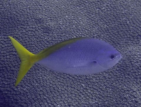 Yellowtail Fusilier - Caesio cuning The Yellowtail Fusilier - Caesio cuning is silvery blue to blue-green with yellow forked-tail; deeper body than other fusiliers. Bali,Caesio cuning,Fish,Geotagged,Indonesia,Padang Bai,Spring,Yellowtail Fusilier
