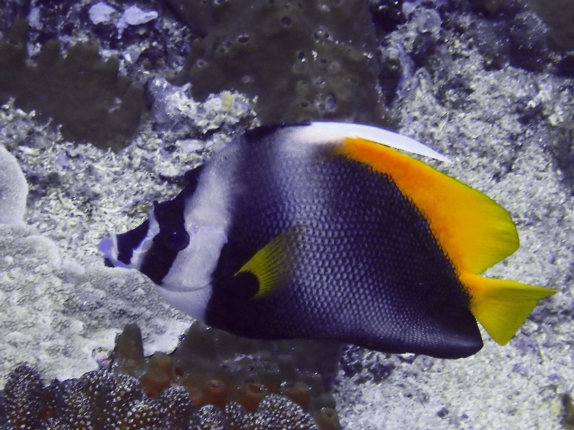 Singular Bannerfish - Heniochus singularius The Singular Bannerfish - Heniochus singularius has black body and anal fin; dorsal fin and tail yellow; long white dorsal-fin filament; bump on nape, white bar behind eye. Bali,Bannerfish,Fish,Geotagged,Heniochus singularius,Heniochus singularus,Indonesia,Padang Bai,Singular Bannerfish,Spring
