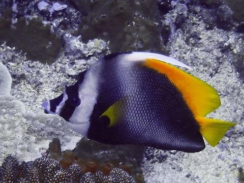 Singular Bannerfish - Heniochus singularius The Singular Bannerfish - Heniochus singularius has black body and anal fin; dorsal fin and tail yellow; long white dorsal-fin filament; bump on nape, white bar behind eye. Bali,Bannerfish,Fish,Geotagged,Heniochus singularius,Heniochus singularus,Indonesia,Padang Bai,Singular Bannerfish,Spring