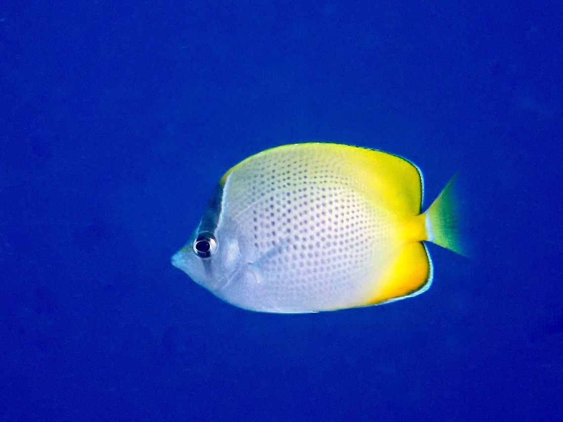 Yellowrimmed Butterflyfish - Chaetodon guentheri The Yellowrimmed Butterflyfish - Chaetodon guentheri is silvery white with numerous dark spots; upper and rear body rimmed in yellow. Bali,Butterflyfish,Chaetodon guentheri,Fish,Geotagged,Gunthers Butterflyfish,Indonesia,Padang Bai,Spring