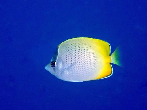 Gunthers Butterflyfish