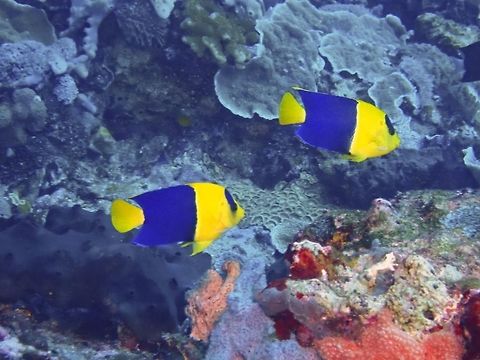 Bicolor Angelfish - Centropyge bicolor  Angelfish,Bali,Bicolor angelfish,Centropyge bicolor,Fish,Geotagged,Indonesia,Padang Bai,Spring