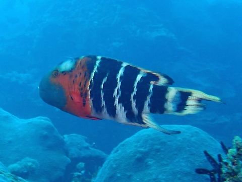 Red-breasted Wrasse - Cheilinus fasciatus  Bali,Cheilinus fasciatus,Fish,Geotagged,Indonesia,Padang Bai,Red-breasted Wrasse,Spring,Wrasse