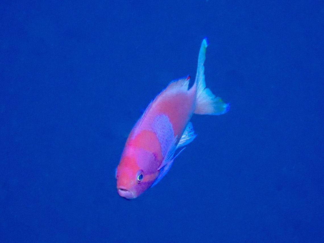 Squarespot Anthias - Pseudanthias pleurotaenia  Anthias,Bali,Fish,Geotagged,Indonesia,Padang Bai,Pseudanthias pleurotaenia,Spring,Squarespot anthias