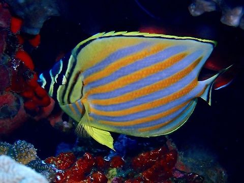 Ornate Butterflyfish - Chaetodon ornatissimus The Ornate Butterflyfish - Chaetodon ornatissimus is bluish white with orange bands; narrow yellow margin on dorsal and anal fins; yellow-edged black eye bar. Bali,Butterflyfish,Chaetodon ornatissimus,Fish,Geotagged,Indonesia,Ornate Butterflyfish,Padang Bai,Spring