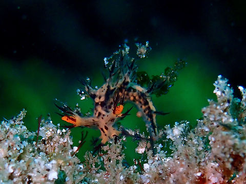 Nudibranch - Dendronotus regius  Bali,Dendronotus regius,Geotagged,Indonesia,Nudibranch,Padang Bai,Spring