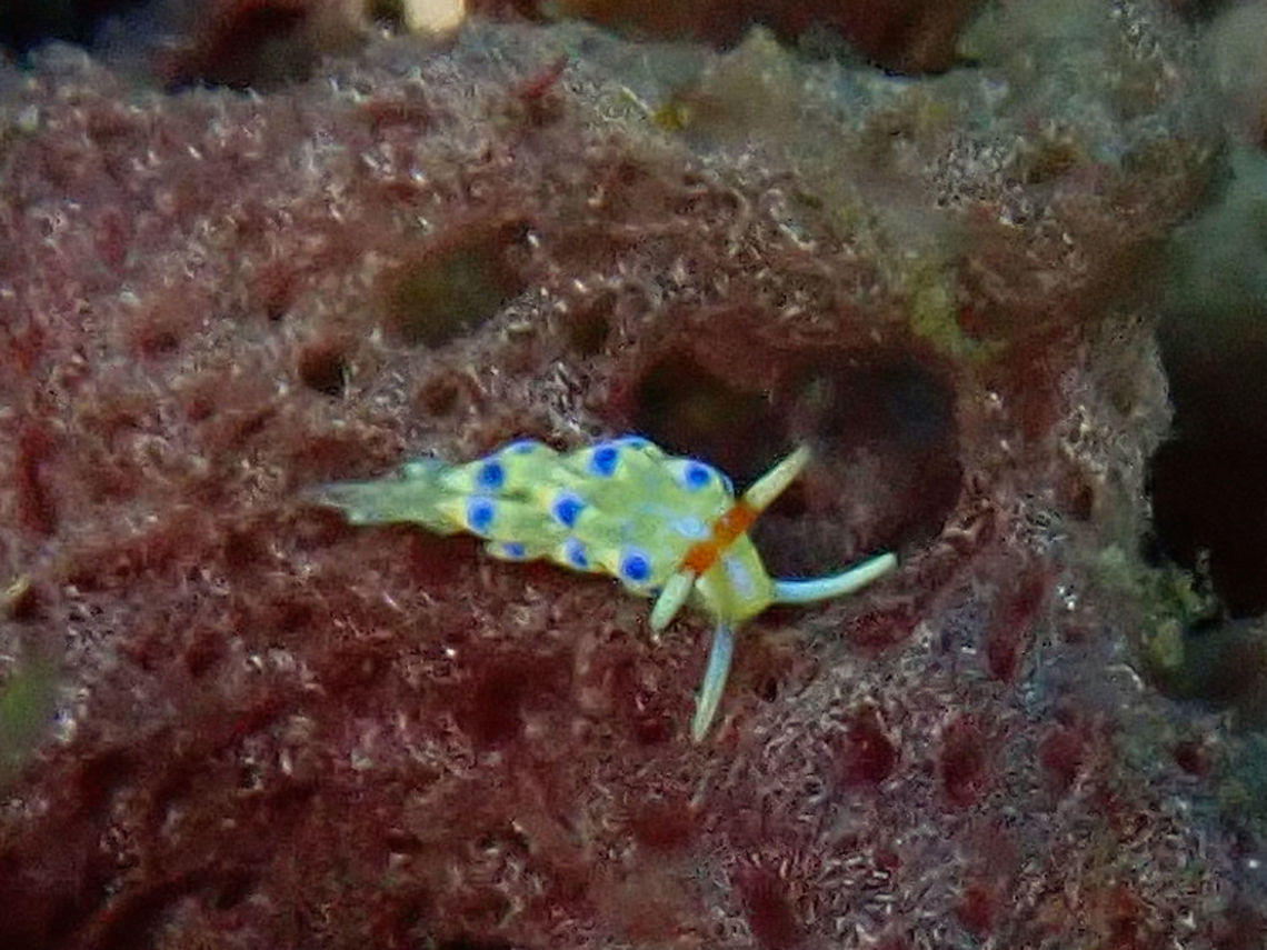Nudibranch - Tenellia sp Tiny Nudibranch, around 4-5 mm in size but very slender.<br />
This species is still yet to be described. Bali,Geotagged,Indonesia,Nudibranch,Padang Bai,Spring,Tenellia,Tenellia sp