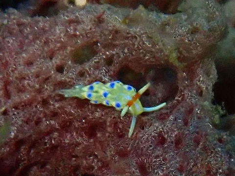 Nudibranch - Tenellia sp Tiny Nudibranch, around 4-5 mm in size but very slender.
This species is still yet to be described. Bali,Geotagged,Indonesia,Nudibranch,Padang Bai,Spring,Tenellia,Tenellia sp
