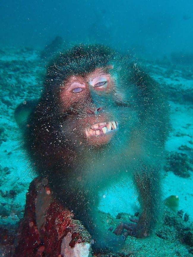 Underwater Macaque This Crab-eating Macaque - Macaca fascicularis was the strangest find underwater during my recent trip to Bali, albeit a dead one.  After seeing this one underwater, was able to find a video on YouTube of them, doing some free-diving in search of crabs/crustaceans! <br />
<br />
<a href="https://www.youtube.com/watch?v=beEAKVZsJe8&amp;feature=youtu.be" rel="nofollow">https://www.youtube.com/watch?v=beEAKVZsJe8&amp;feature=youtu.be</a><br />
 Bali,Crab-eating macaque,Geotagged,Indonesia,Macaca fascicularis,Macaque,Monkey,Padang Bai,Spring