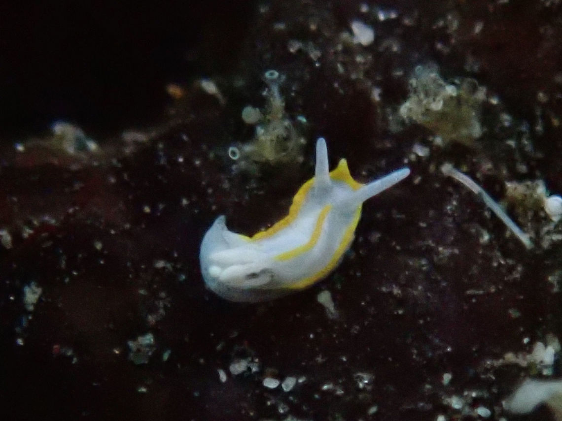Nudibranch - Goniodoridella savignyi This Nudibranch - Goniodoridella savignyi is very tiny in size, this one just around 2-3 mm.  They are all white in colour with yellow spots/lines, some specimens have been recorded to be in brown spots/lines instead of yellow.<br />
<br />
This Nudibranch is so tiny that I could not see the yellow markings during the dive, what I could see was just a speck of white that was moving around. Bali,Geotagged,Goniodoridella savignyi,Indonesia,Nudibranch,Padang Bai,Spring