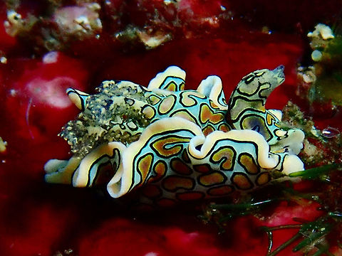 Psychedelic Batwing Slug - Sagaminopteron psychedelicum This Psychedelic Batwing Slug - Sagaminopteron psychedelicum are usually very small in size, around 5-6 mm with some even smaller.  The intricate markings/patterns on its body is hardly visible with the naked eye during the dive. Bali,Geotagged,Indonesia,Nudibranch,Padang Bai,Psychedelic Batwing Slug,Sagaminopteron psychedelicum,Sea Slug,Spring