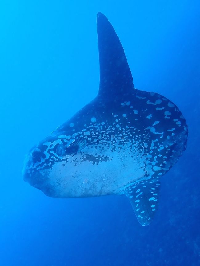 Biggest Bony Fish Mola-Mola is the biggest bony fish in the world, measuring easily 2.5 - 3 meters height, fin-to-fin.  The biggest size officially recorded was 3.3 meters in length (head to tail) and 4.2 meters height (fin-to-fin) and weighing up to 2,300 kgs!<br />
<br />
Mola-Mola are deep sea fish and prefers colder water.  During certain months of the year due to current from Indian Ocean, they do come to a few dive sites around Bali for cleaning, and that's the best chance for scuba divers to see them reliably.  Even then, it is still not shallow as they are mostly seen around 30-40 meters depth, still within the recreational diving limits of most scuba divers.  However, water temperature can still be cold to divers, usually around 18-22 C.<br />
<br />
The Mola-mola carries a lot of parasites (isopods), some of them can be fairly large in size; 2-3 cm and they are favourites of Bannerfishes and Angelfishes that do the 'cleaning' when the Mola-Mola comes to the shallows.<br />
<br />
Earlier this year, a 3rd species of Mola was officially described from New Zealand. Bali,Fish,Geotagged,Indonesia,Mola mola,Moonfish,Nusa Penida,Ocean sunfish,Spring,Sunfish