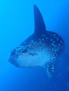 Biggest Bony Fish Mola-Mola is the biggest bony fish in the world, measuring easily 2.5 - 3 meters height, fin-to-fin.  The biggest size officially recorded was 3.3 meters in length (head to tail) and 4.2 meters height (fin-to-fin) and weighing up to 2,300 kgs!

Mola-Mola are deep sea fish and prefers colder water.  During certain months of the year due to current from Indian Ocean, they do come to a few dive sites around Bali for cleaning, and that's the best chance for scuba divers to see them reliably.  Even then, it is still not shallow as they are mostly seen around 30-40 meters depth, still within the recreational diving limits of most scuba divers.  However, water temperature can still be cold to divers, usually around 18-22 C.

The Mola-mola carries a lot of parasites (isopods), some of them can be fairly large in size; 2-3 cm and they are favourites of Bannerfishes and Angelfishes that do the 'cleaning' when the Mola-Mola comes to the shallows.

Earlier this year, a 3rd species of Mola was officially described from New Zealand. Bali,Fish,Geotagged,Indonesia,Mola mola,Moonfish,Nusa Penida,Ocean sunfish,Spring,Sunfish
