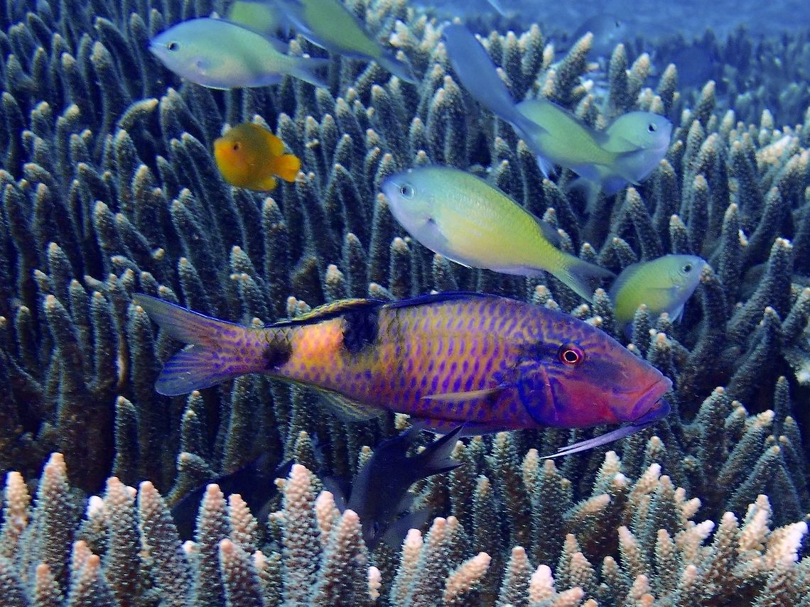 Manybar Goatfish - Parupeneus multifasciatus The Manybar Goatfish - Parupeneus multifasciatus is light gray to brownish, purplish or red; 3-4 alternating black to dusky red and white bars or variable width, black band behind eye.  They can also be variable; purplish with indistinct bars and only vague band behind eye as shown in this picture. Bali,Fish,Geotagged,Goatfish,Indonesia,Manybar goatfish,Padang Bai,Parupeneus multifasciatus,Spring