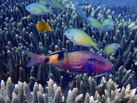 Manybar Goatfish - Parupeneus multifasciatus The Manybar Goatfish - Parupeneus multifasciatus is light gray to brownish, purplish or red; 3-4 alternating black to dusky red and white bars or variable width, black band behind eye.  They can also be variable; purplish with indistinct bars and only vague band behind eye as shown in this picture. Bali,Fish,Geotagged,Goatfish,Indonesia,Manybar goatfish,Padang Bai,Parupeneus multifasciatus,Spring