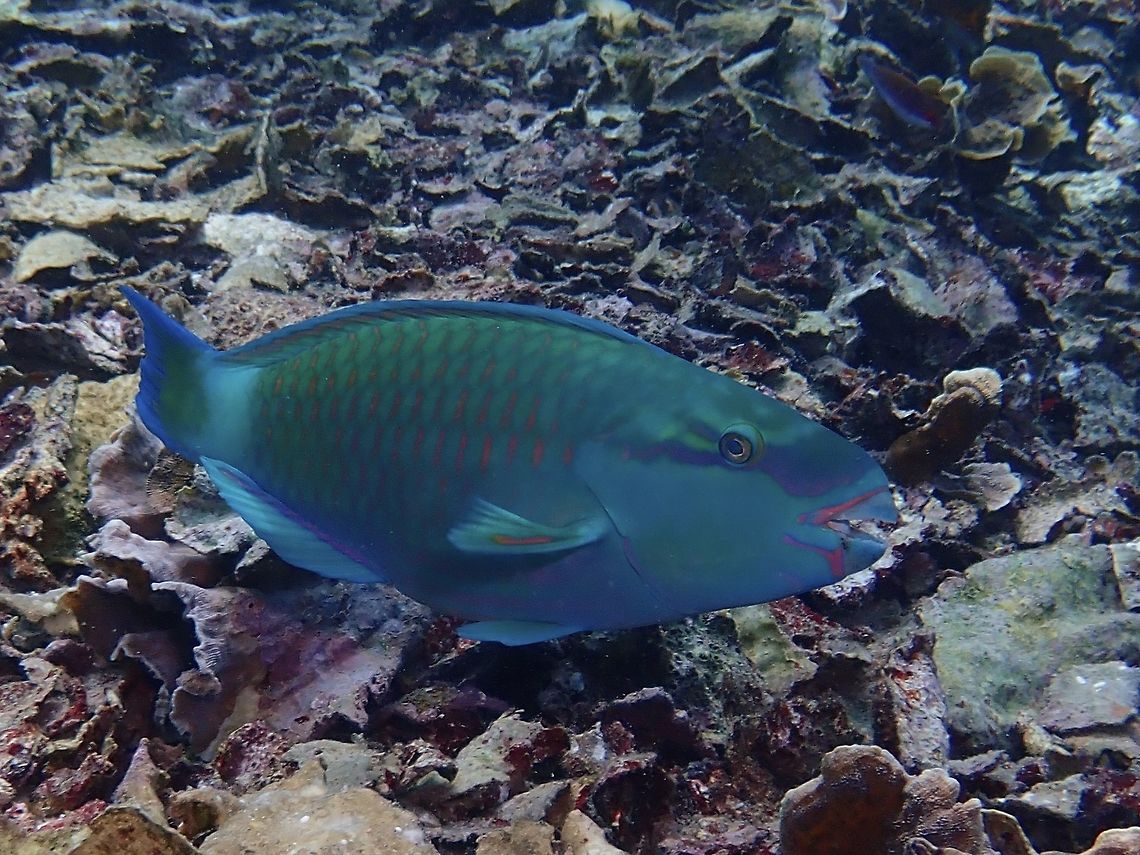Bleeker's Parrotfish - Chlorurus bleekeri The Bleeker's Parrotfish - Chlorurus bleekeri is green with pink to lavender scale edges; large pale yellowish to greenish patch on cheek with green border, dark green margin and borders on tail. Bali,Bleeker's Parrotfish,Chlorurus bleekeri,Fish,Geotagged,Indonesia,Padang Bai,Parrotfish,Spring