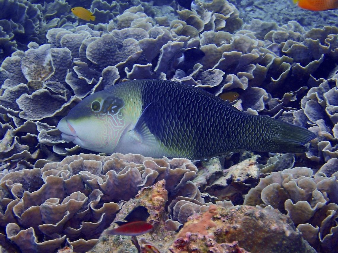 Blackeye Thicklip - Hemigymnus melapterus  Bali,Blackeye thicklip wrasse,Fish,Geotagged,Hemigymnus melapterus,Indonesia,Padang Bai,Spring,Thicklip,Wrasse