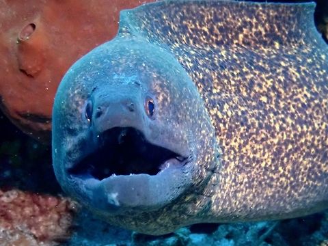 Yellow-Edged Moray Eel - Gymnothorax flavimarginatus  Bali,Geotagged,Gymnothorax flavimarginatus,Indonesia,Padang Bai,Spring,Yellow-edged moray