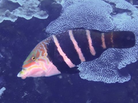 Barred Thicklip - Hemigymnus fasciatus  Bali,Barred thicklip,Fish,Geotagged,Hemigymnus fasciatus,Indonesia,Padang Bai,Spring,Thicklip,Wrasse