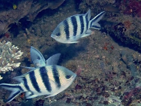 Scissortail Seargeant Fish - Abudefduf sexfasciatus  Abudefduf sexfasciatus,Bali,Damselfish,Fish,Geotagged,Indonesia,Padang Bai,Scissortail sergeant,Spring