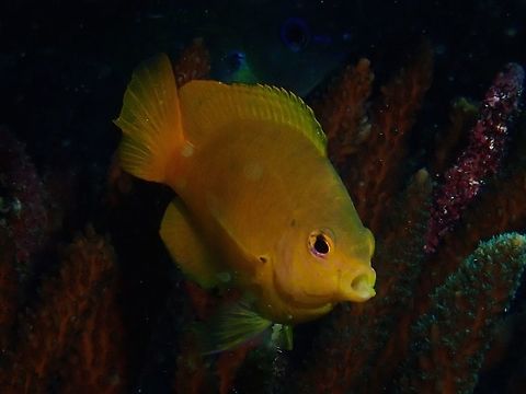 Yellow Chromis - Chromis analia The Yellow Chromis - Chromis analia is bright yellow to brownish yellow with bright yellow fins. Dusky band at base of dorsal fin. Bali,Chromis analis,Damselfish,Fish,Geotagged,Indonesia,Padang Bai,Spring,Yellow Chromis