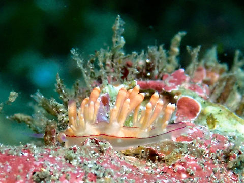 Desirable Flabellina - Flabellina Nudibranch  Bali,Coryphellina exoptata,Desirable flabellina,Geotagged,Indonesia,Nudibranch,Padang Bai,Spring
