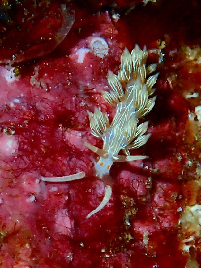 Nudibranch - Cratena lineata Small sized Nudibranch, this Cratena lineata was less than 1 cm in size.<br />
First time to see this Nudibranch. Cebu,Cratena lineata,Gato Island,Geotagged,Malapascua,Nudibranch,Philippines,Summer