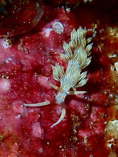 Nudibranch - Cratena lineata Small sized Nudibranch, this Cratena lineata was less than 1 cm in size.
First time to see this Nudibranch. Cebu,Cratena lineata,Gato Island,Geotagged,Malapascua,Nudibranch,Philippines,Summer