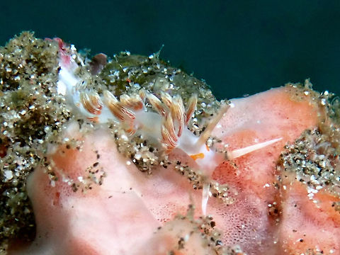 Nudibranch - Cratena lineata 2nd time to see this Nudibranch - Cratena lineata, after the first time in Malapscua Island just a month ago. Bali,Cratena lineata,Geotagged,Indonesia,Nudibranch,Padang Bai,Spring