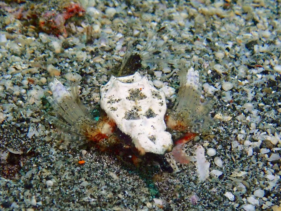 Sea Moth/Pegasus - Eurypegasus draconis  Bali,Eurypegasus draconis,Fish,Geotagged,Indonesia,Little dragonfish,Padang Bai,Pegasus,Sea Moth,Spring
