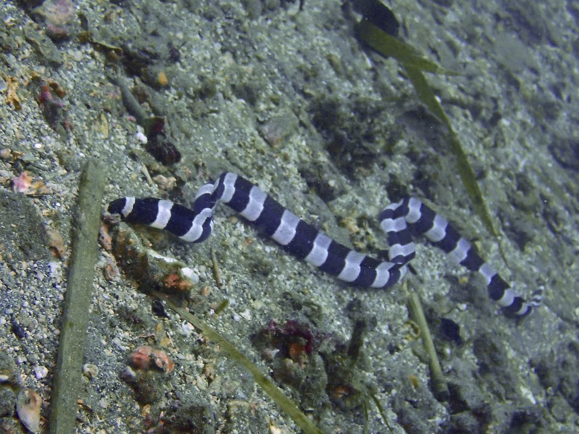 Convict Snake Eel - Elapsopis versicolor The Convict Snake Eel - Elapsopis versicolor is white with broad blackish saddles centered wit hnarrow yellowish bars; overhanging snout with prominent tubular nostrils, no pectoral fins. Bali,Convict snake eel,Fish,Geotagged,Indonesia,Leiuranus versicolor,Padang Bai,Snake Eel,Spring