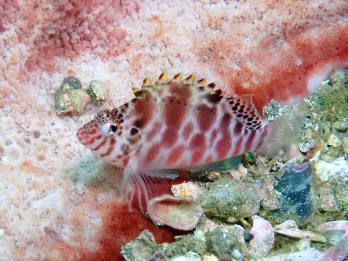 Dwarf Hawkfish - Cirrhitichthys falco  Bali,Cirrhitichthys aprinus,Cirrhitichthys falco,Dwarf hawkfish,Fish,Geotagged,Hawkfish,Indonesia,Padang Bai,Spotted hawkfish,Spring