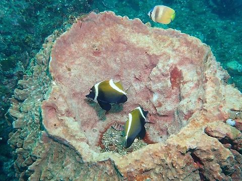 Humphead Bannerfish - Heniochus varius  Bannerfish,Fish,Geotagged,Heniochus varius,Horne bannerfish,Indonesia,Padang Bai,Spring,bali