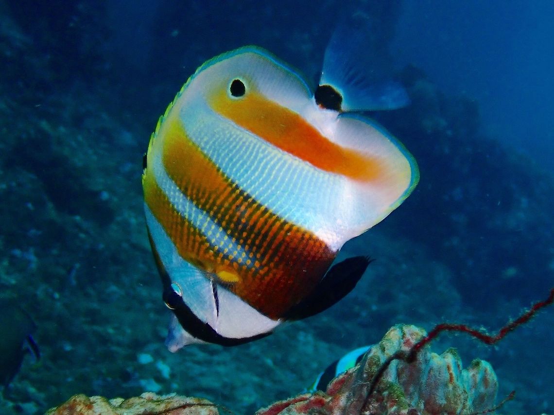 Orange-Banded Coralfish - Coradion chrysozonus The Orange-Banded Coralfish - Coradion chrysozonus is white with wide orange bar across rear body including dorsal and anal fins; pair of closely spaced brown bars behind head, ocellated spot on soft dorsal fin. Bali,Coradion chrysozonus,Coralfish,Fish,Geotagged,Indonesia,Orange-Banded Coralfish,Padang Bai,Spring