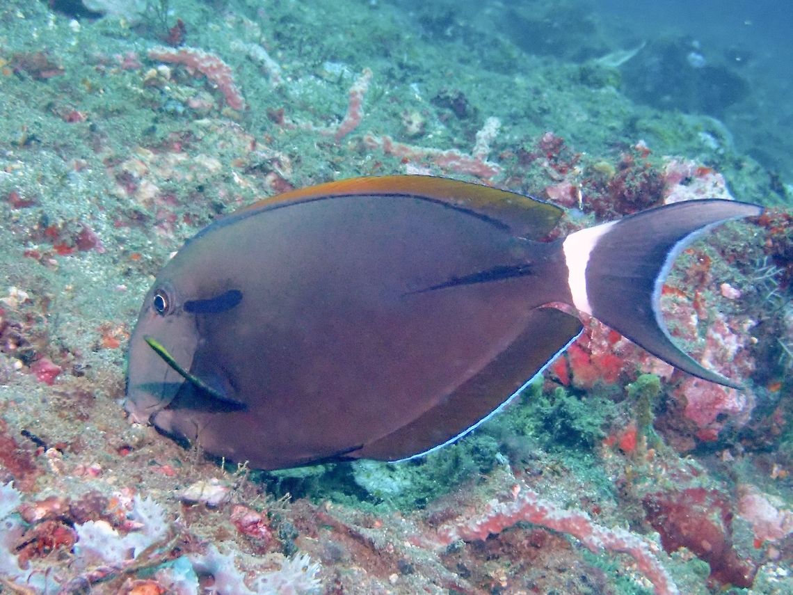 Blackspine Surgeonfish - Acanthurus fowleri The Blackspine Surgeonfish - Acanthurus fowleri has blueish head and brownish body; arc-shaped marking behind head, heavy black margin encircles tail spine. Acanthurus fowleri,Bali,Blackspine Surgeonfish,Fish,Geotagged,Indonesia,Padang Bai,Spring,Surgeonfish