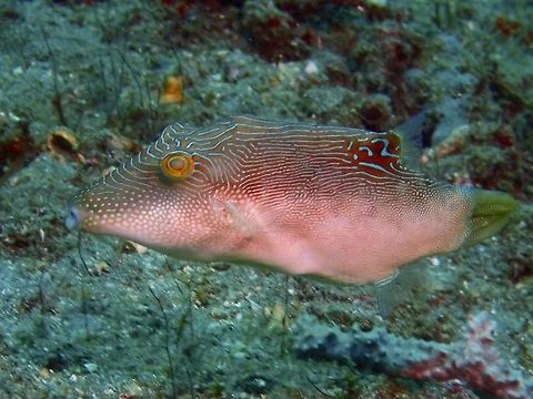 Fingerprint Toby - Canthigaster compressa The Fingerprint Toby - Canthigaster compressa is brown paler underside, orangish tail with blueish bars; numerous wavy white to blue to green lines cover body, ocellated black spot below dorsal fin base. Bali,Canthigaster compressa,Fish,Geotagged,Indonesia,Padang Bai,Spring,Toby