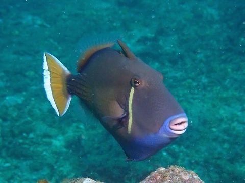 Flagtail Triggerfish - Sufflamen chrysopterus/chrysopterum  Bali,Fish,Flagtail Triggerfish,Geotagged,Halfmoon triggerfish,Indonesia,Padang Bai,Spring,Sufflamen chrysopterum,Sufflamen chrysopterus,Triggerfish