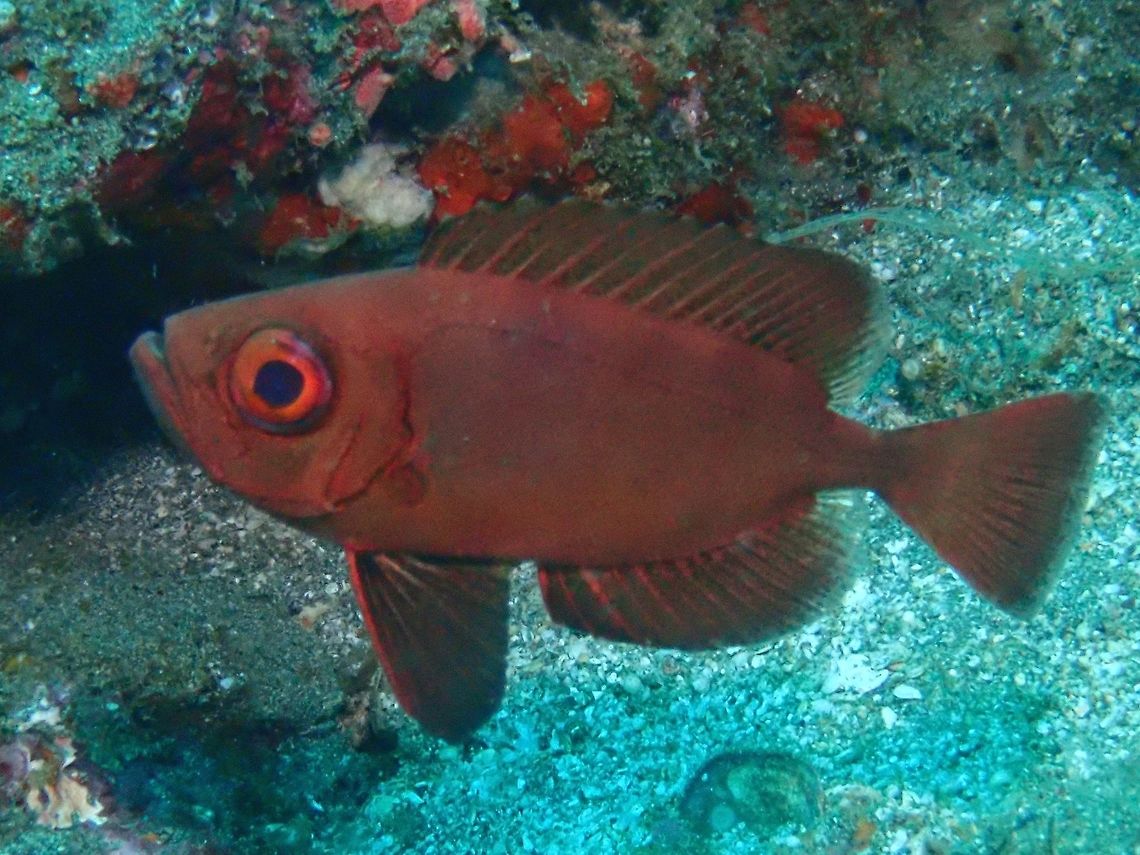 Bloch's Bigeye - Priacanthus blochii The Bloch&#039;s Bigeye - Priacanthus blochii is variabvle red to silvery with red blotches; fins generally plain without spots or mottling; slightly rounded tail. Bali,Bigeye,Bloch's Bigeye,Fish,Geotagged,Indonesia,Padang Bai,Priacanthus blochii,Soldierfish,Spring