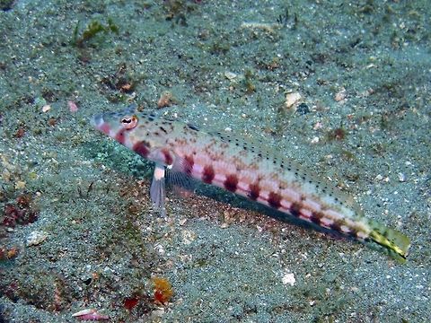 Twospot Sandperch - Parapercis bimacula  Bali,Fish,Geotagged,Indonesia,Padang Bai,Parapercis bimacula,Sandperch