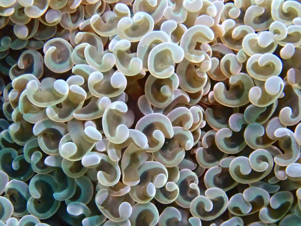 Hammer Coral - Euphyllia ancora The Hammer Coral - Euphyllia ancora is also known as Anchor Coral, got its name for its shape.<br />
<br />
Updated ID : Fimbriaphyllia ancora Anchor coral,Bali,Coral,Euphyllia ancora,Fimbriaphyllia ancora,Geotagged,Hammer Coral,Indonesia,Padang Bai,Spring